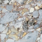 <em>Breccia poligenica</em>, cioè conglomerato a ciottoli spigolosi e di varia natura.