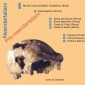 Cronologia dei fossili umani precedenti la comparsa di <em>Homo sapiens</em> rinvenuti in siti preistorici del Lazio.