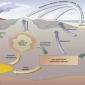 Schema del ciclo litogenetico.