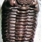 Un esemplare di <em>trilobite</em>, con il corpo tipicamente segmentato.