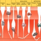 Quadro schematico dell’evoluzione e dello sviluppo dei principali gruppi animali dal Paleozoico a oggi.