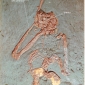 Scheletro di <em>Oreopithecus</em> negli strati di lignite (carbon fossile del Terziario) del Miocene di Baccinello (Grosseto).